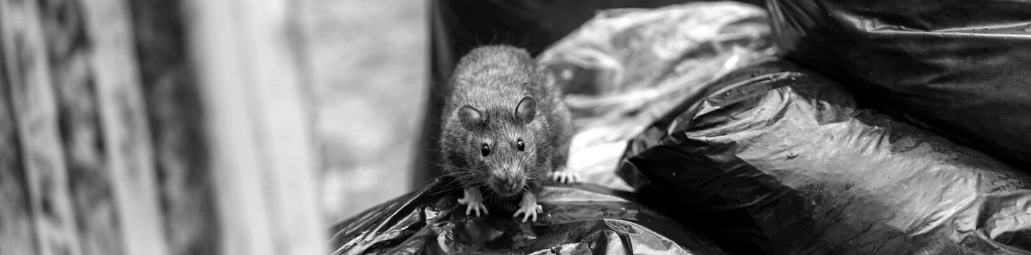 Mouse on a trash bag.
