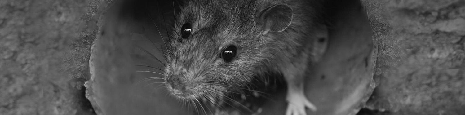 How to Get Rid of Rats without Poison: A Smarter, Safer Way to Take Control