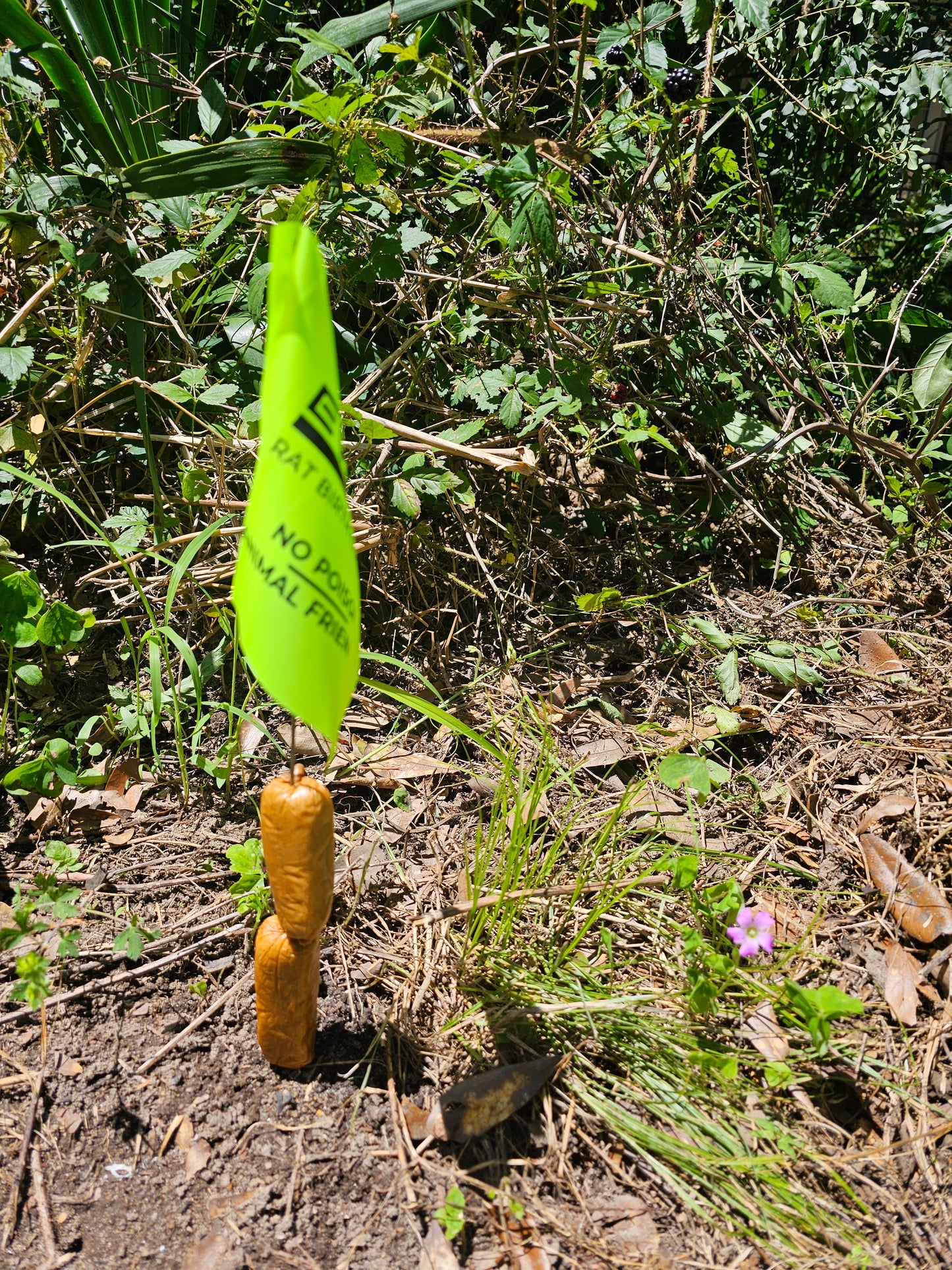 Evolve Rat Marking Flags