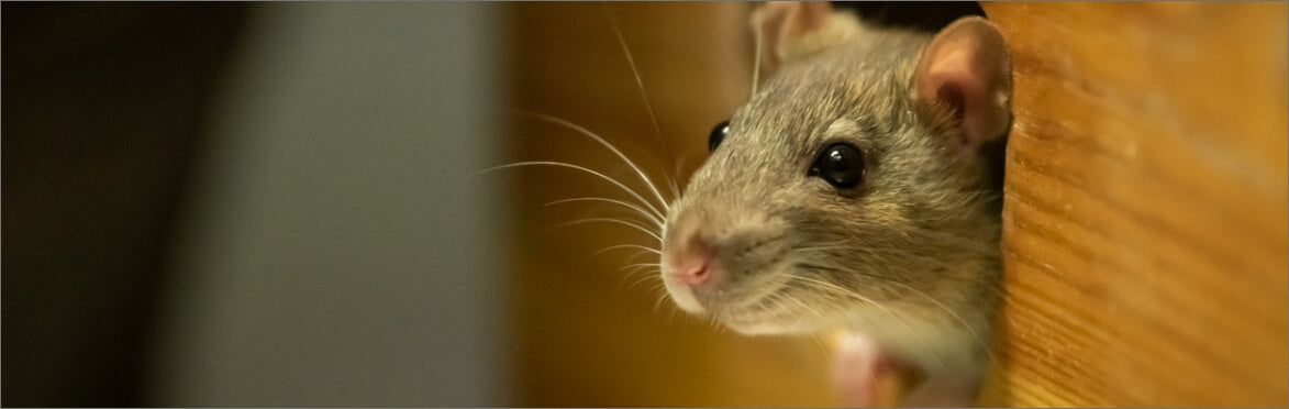 evolve rat birth control