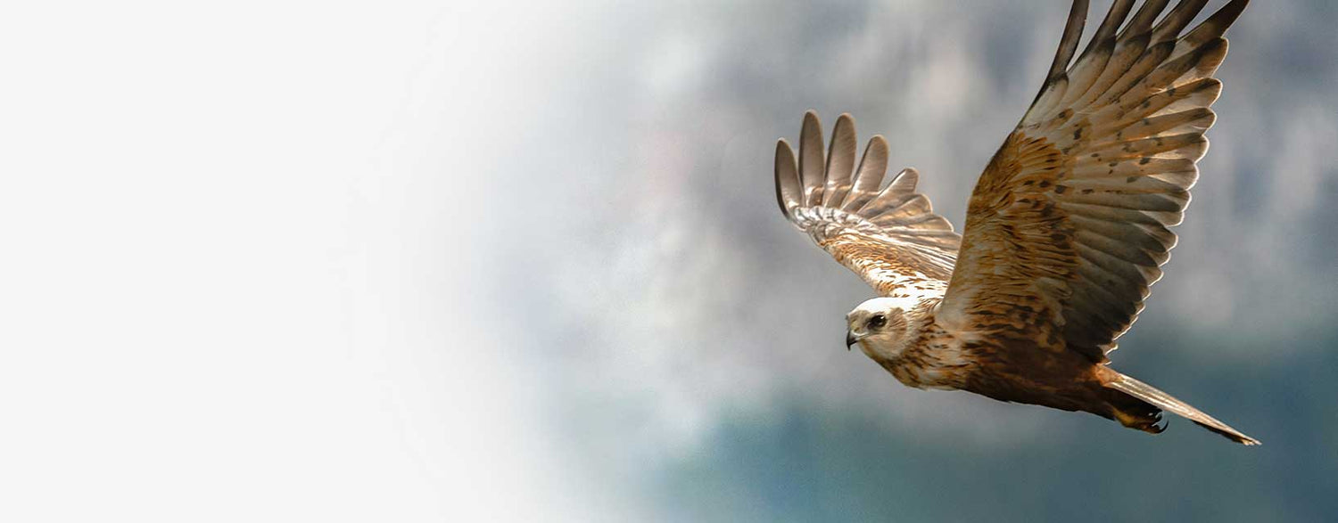 A hawk soaring through the sky.