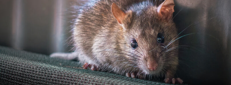 humane rodent control