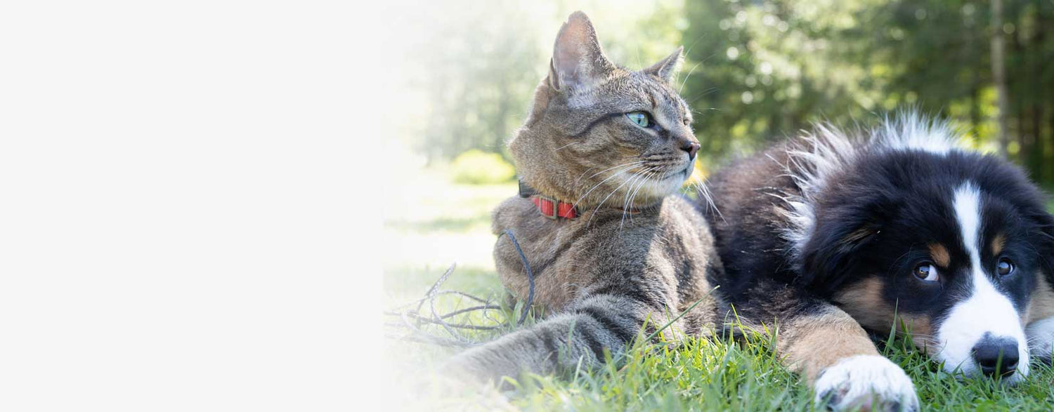 A pet cat and dog.