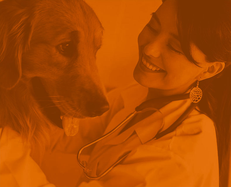Female veterinarian wearing a stethoscope and petting a dog.