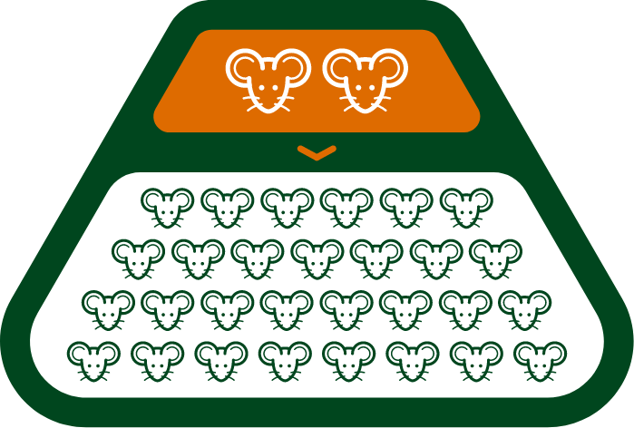 Diagram showing how two rats can have as many as 15,000 descendants in a little more than one year.