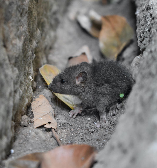 A typical roof rat.