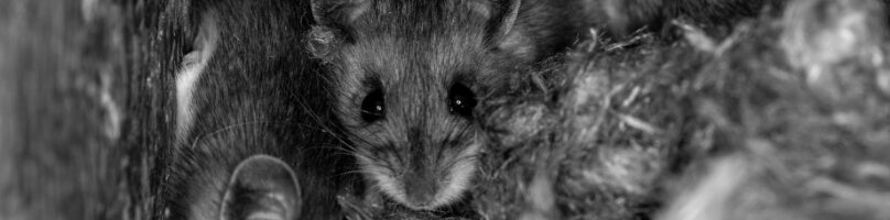 Deer Mice vs. House Mice: Behavior, Habitat, and Control Methods