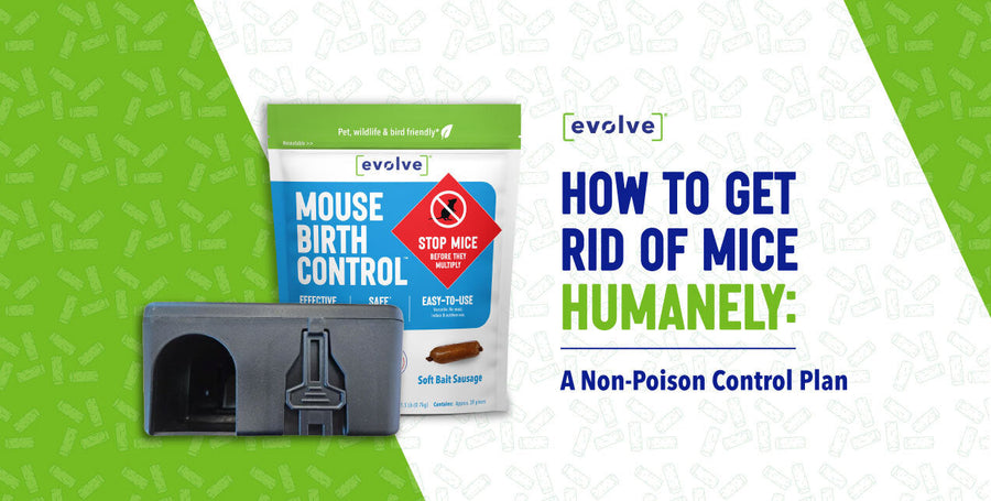 How to Get Rid of Mice Humanely: A Non-Poison Control Plan