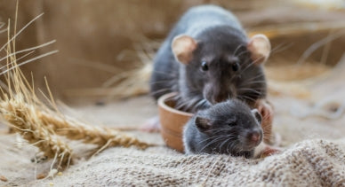 How Many Babies Can A Rat Have? Managing Rapid Rat Population Growth