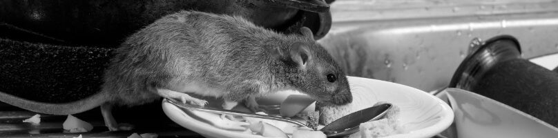 How to Get Rid of Rats