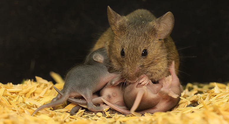 How Many Babies Can a Mouse Have in a Month, a Year, or at One Time?