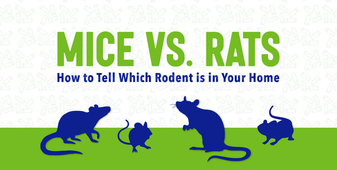 Mice vs. rats identification guide featuring rodent silhouettes to help homeowners tell the difference between mice and rats.