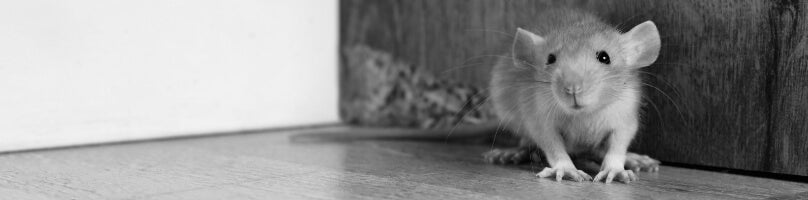 Key Signs of Rodent Infestation: How to Identify Mice and Rat ...