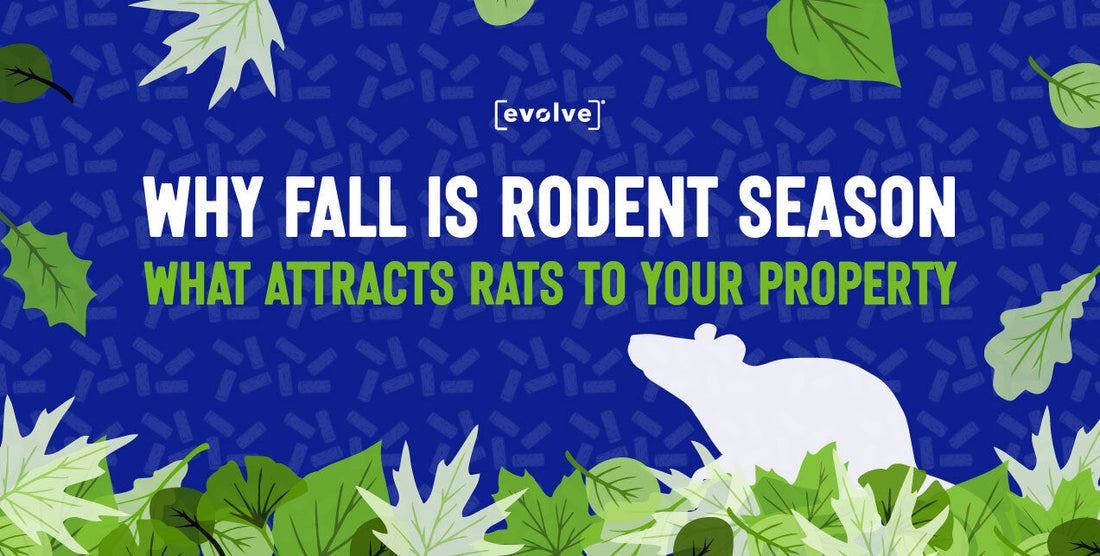 What attracts rats to your property in the Fall blog by SenesTech