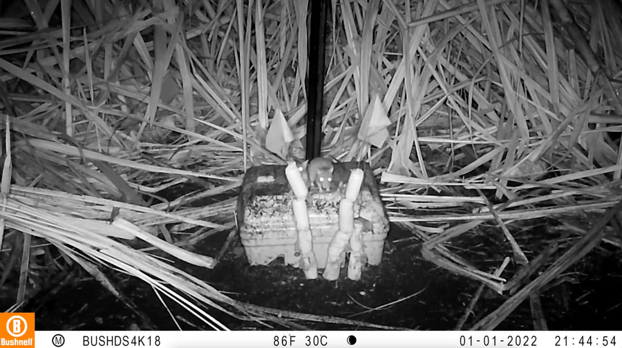 Multiple Rodents Episode 5