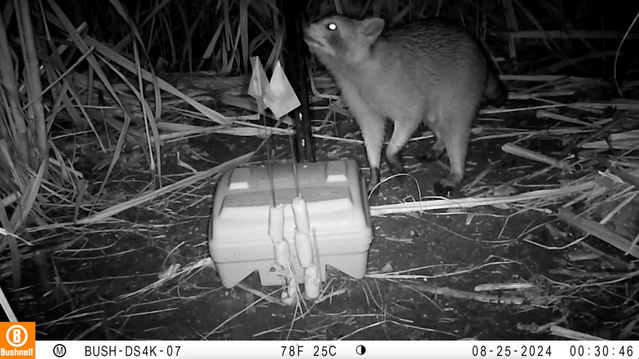 Nontarget species interaction