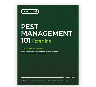 RAT FORAGING BEHAVIOR