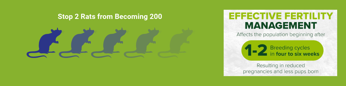 Image showing rodents disappearing, and explanation that this takes 1-2 breeding cycles