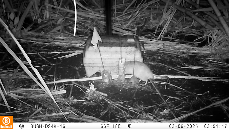 Rat returns interaction (day 1)
