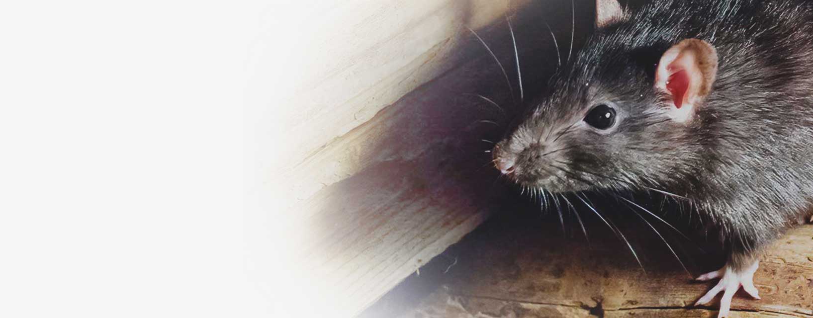 ContraPest For Rats | Buy Rat Fertility Control Ultimate Bait System ...