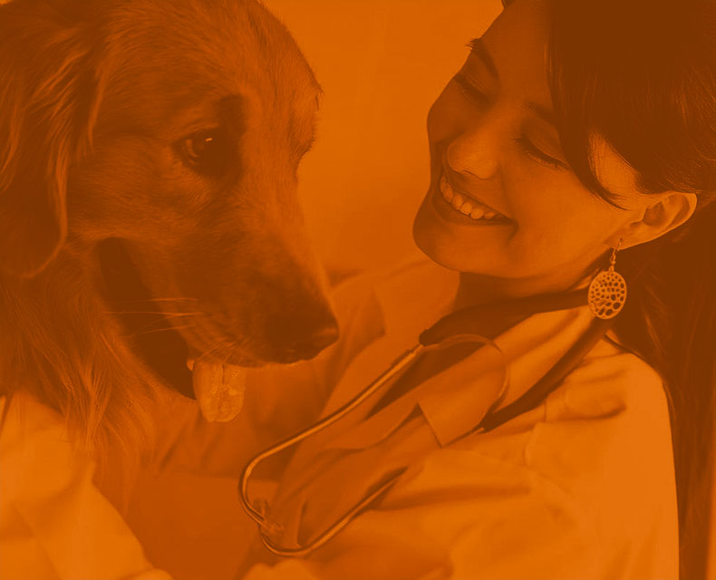Female veterinarian wearing a stethoscope and petting a dog.