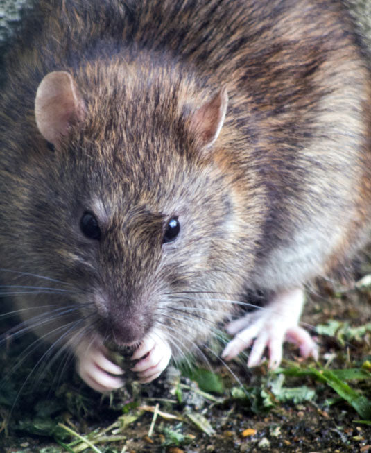 A typical norway rat.
